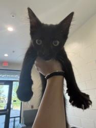 Shelter Stray Male Cat last seen Near N 19th St, 70802, LA, 2550 Gourrier Ave, Baton Rouge, LA 70820, USA