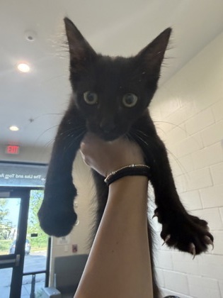 Shelter Stray Male Cat last seen Near N 19th St, 70802, LA, 2550 Gourrier Ave, Baton Rouge, LA 70820, USA