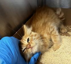 Shelter Stray Male Cat last seen Junction Blvd and Baseline Road, Roseville City, CA, 200 Tahoe Ave, Roseville, CA 95678, USA