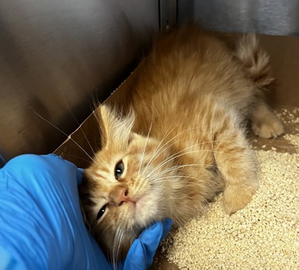 Shelter Stray Male Cat last seen Junction Blvd and Baseline Road, Roseville City, CA, 200 Tahoe Ave, Roseville, CA 95678, USA