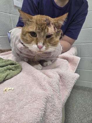 Shelter Stray Male Cat last seen Near Cuthbert Ave, 21215, MD, 301 Stockholm St, Baltimore, MD 21230, USA
