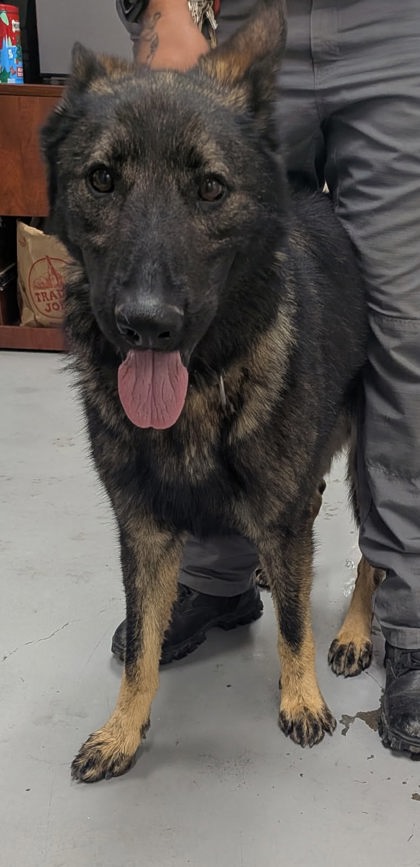 Shelter Stray Male Dog last seen Fire Station (ACO-GG), Jarales,, 1209 NM-314, Los Lunas, NM 87031, USA