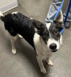 Shelter Stray Male Dog last seen E Mountain View Ave & S Orange Ave, Fresno Zone Fresno CO 1A 93725, CA, 1510 W Dan Ronquillo Dr, Fresno, CA 93706, USA