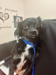 Shelter Stray Female Dog last seen Marsh St, City, CA, 3000 Gibson St, Bakersfield, CA 93308, USA