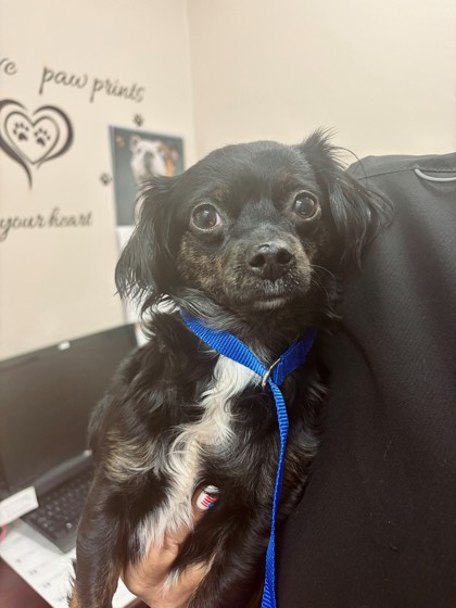 Shelter Stray Female Dog last seen Marsh St, City, CA, 3000 Gibson St, Bakersfield, CA 93308, USA