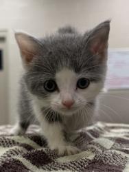 Shelter Stray Male Cat last seen W 176th St and Ditch Rd, Westfield City, IN, 10501 Hague Rd, Fishers, IN 46038, USA