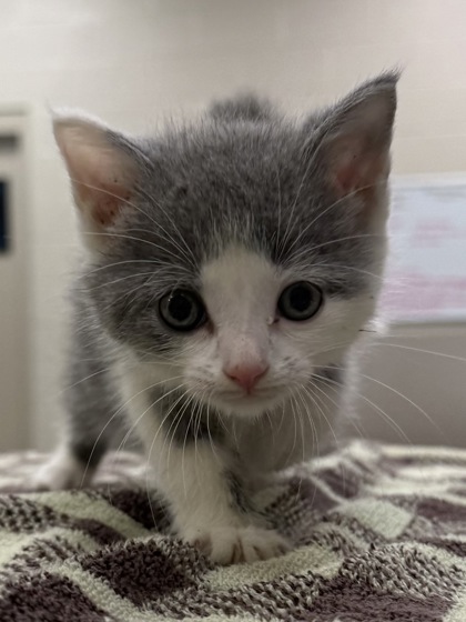 Shelter Stray Male Cat last seen W 176th St and Ditch Rd, Westfield City, IN, 10501 Hague Rd, Fishers, IN 46038, USA