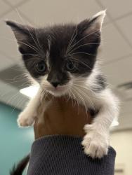 Shelter Stray Female Cat last seen W 176th St and Ditch Rd, Westfield City, IN, 10501 Hague Rd, Fishers, IN 46038, USA
