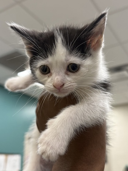 Shelter Stray Female Cat last seen W 176th St and Ditch Rd, Westfield City, IN, 10501 Hague Rd, Fishers, IN 46038, USA