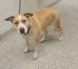 Shelter Stray Female Dog last seen Blue Ridge Cutoff and Sni-A-Bar Rd, 64126, MO, 7077 Elmwood Ave, Kansas City, MO 64132, USA