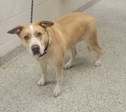 Shelter Stray Female Dog last seen Blue Ridge Cutoff and Sni-A-Bar Rd, 64126, MO, 7077 Elmwood Ave, Kansas City, MO 64132, USA