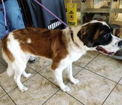 Shelter Stray Female Dog last seen Near blk CR 248, Williamson County, TX, 1855 SE Inner Loop, Georgetown, TX 78626, USA