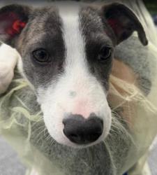 Shelter Stray Female Dog last seen Near Winn Way, Decatur, GA 30030, 30030, GA, 3280 Chamblee Dunwoody Rd, Chamblee, GA 30341, USA