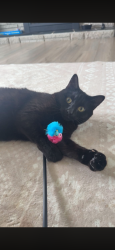 Lost Female Cat last seen Our hse at Brandy drive, north delta, Delta, BC V4C 2J1
