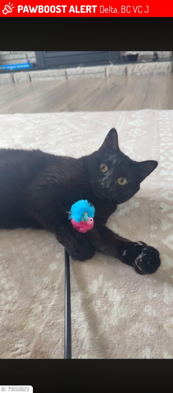 Lost Female Cat last seen Our hse at Brandy drive, north delta, Delta, BC V4C 2J1