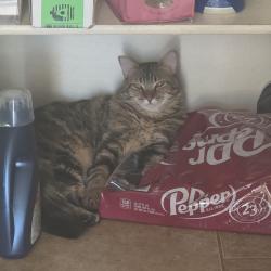 Lost Male Cat last seen North riley road, Buckeye, AZ 85396