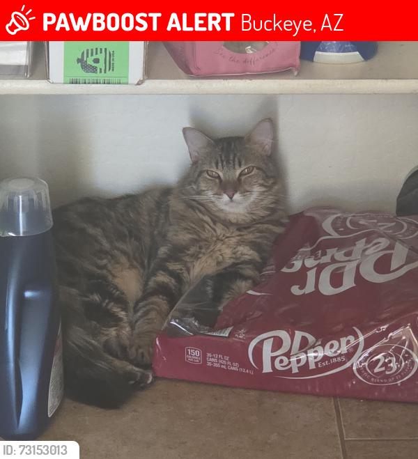 Lost Male Cat last seen North riley road, Buckeye, AZ 85396