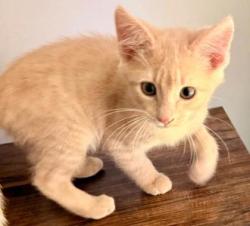 Shelter Stray Female Cat last seen Near Golfcrest Cir, Stone Mountain, GA 30088, 30088, GA, 3280 Chamblee Dunwoody Rd, Chamblee, GA 30341, USA