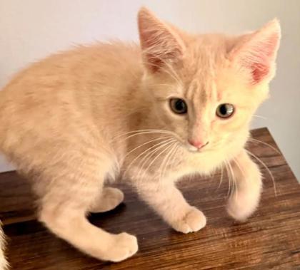 Shelter Stray Female Cat last seen Near Golfcrest Cir, Stone Mountain, GA 30088, 30088, GA, 3280 Chamblee Dunwoody Rd, Chamblee, GA 30341, USA
