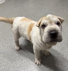 Shelter Stray Male Dog last seen Near E Valley Parkway, Escondido, CA, 92027, Escondido, CA 92027, USA