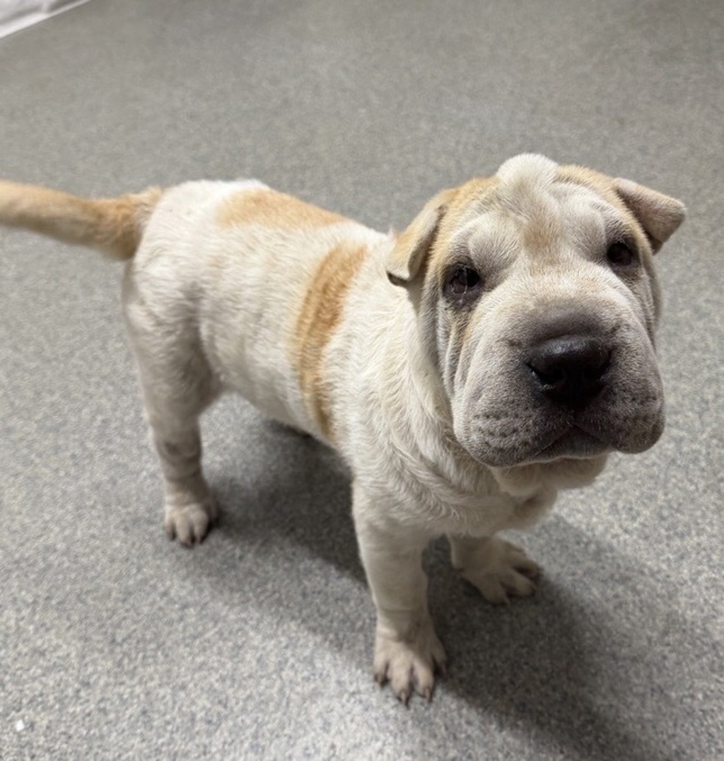 Shelter Stray Male Dog last seen Near E Valley Parkway, Escondido, CA, 92027, Escondido, CA 92027, USA