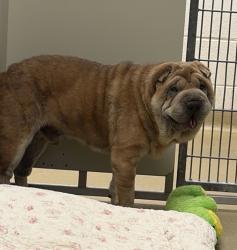 Shelter Stray Male Dog last seen Near E Valley Parkway, Escondido, CA, 92027, Escondido, CA 92027, USA