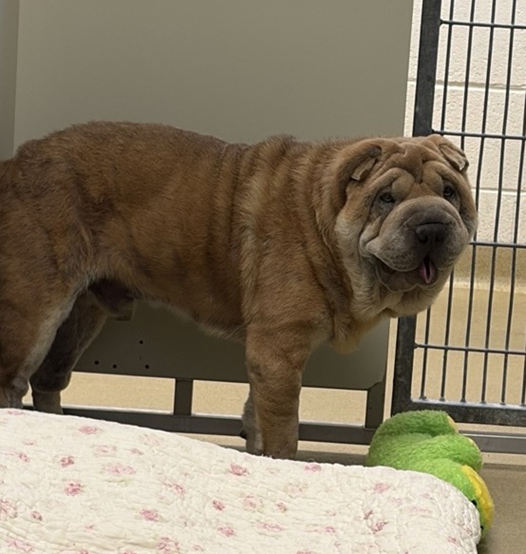 Shelter Stray Male Dog last seen Near E Valley Parkway, Escondido, CA, 92027, Escondido, CA 92027, USA