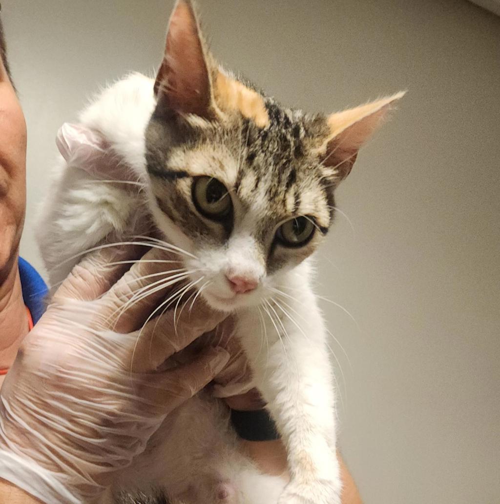 Shelter Stray Female Cat last seen Near Daily Drive, SAN LEANDRO, CA, 94577, 8323 Baldwin St, Oakland, CA 94621, USA