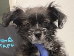 Shelter Stray Male Dog last seen Jonathon Place, Escondido, CA, 92027, Escondido, CA 92027, USA