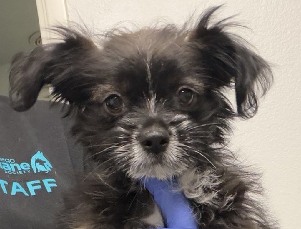 Shelter Stray Male Dog last seen Jonathon Place, Escondido, CA, 92027, Escondido, CA 92027, USA