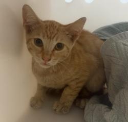 Shelter Stray Male Cat last seen 29th street, San Diego, CA, 92102, 5500 Gaines St, San Diego, CA 92110, USA