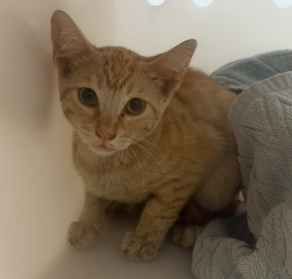 Shelter Stray Male Cat last seen 29th street, San Diego, CA, 92102, 5500 Gaines St, San Diego, CA 92110, USA