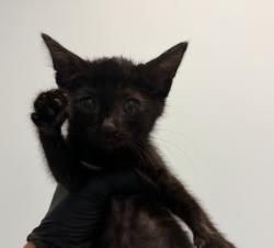 Shelter Stray Female Cat last seen Canary Way, San Diego, CA, 92123, 5500 Gaines St, San Diego, CA 92110, USA