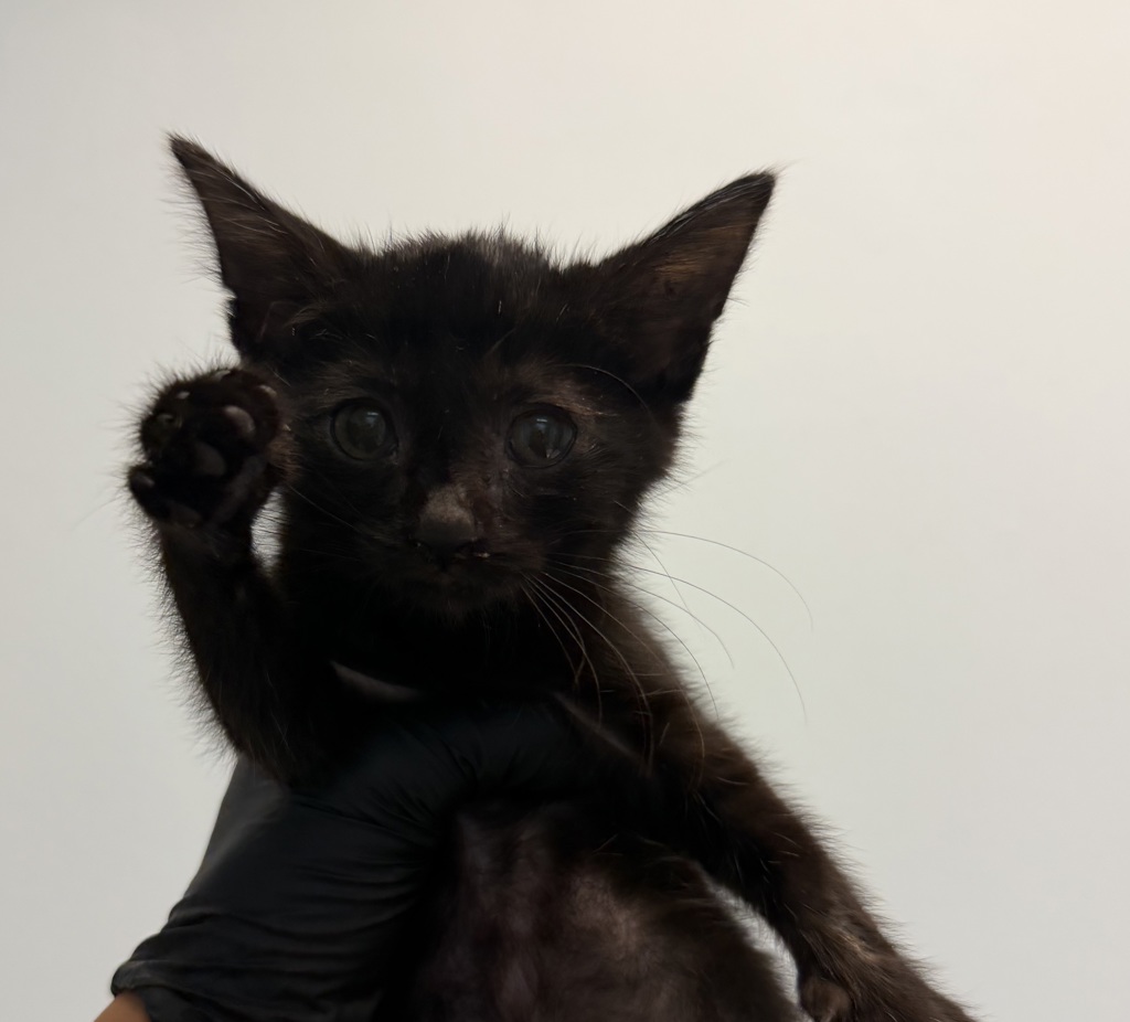 Shelter Stray Female Cat last seen Canary Way, San Diego, CA, 92123, 5500 Gaines St, San Diego, CA 92110, USA
