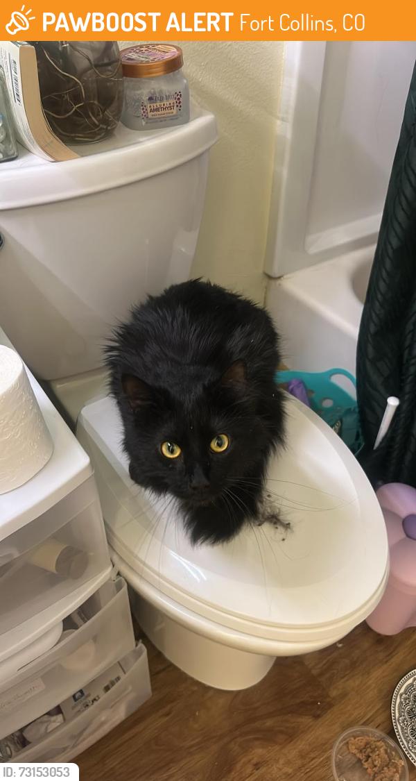 Found/Stray Unknown Cat last seen Prospect and Lemay, Fort Collins, CO 80525