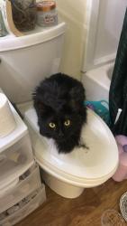 Found/Stray Unknown Cat last seen Prospect and Lemay, Fort Collins, CO 80525