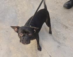 Shelter Stray Female Dog last seen Cottingham Street, Oceanside, CA, 92054, Oceanside, CA 92058, USA
