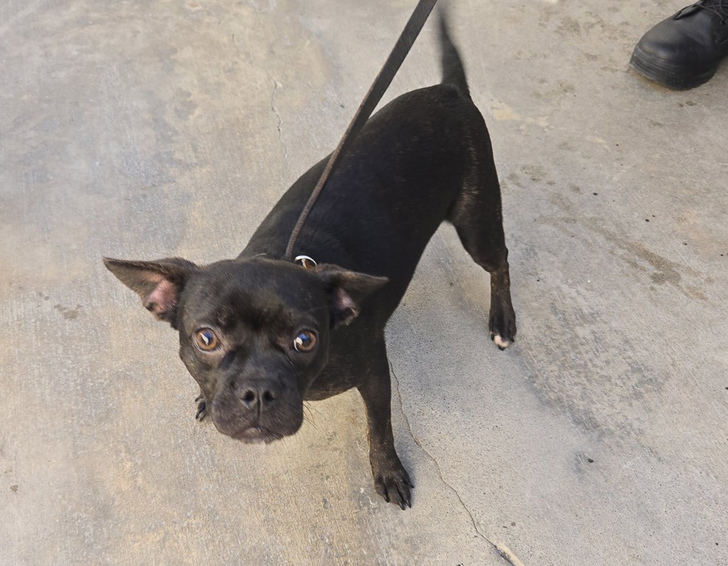 Shelter Stray Female Dog last seen Cottingham Street, Oceanside, CA, 92054, Oceanside, CA 92058, USA