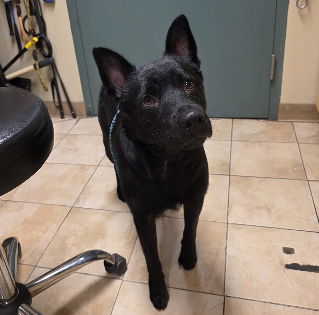 Shelter Stray Male Dog last seen Oswego, OR, 1700 W Historic Columbia River Hwy, Troutdale, OR 97060, USA