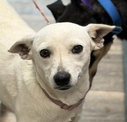 Shelter Stray Female Dog last seen Near Grand Avenue, San Diego, CA, 92109, 5500 Gaines St, San Diego, CA 92110, USA