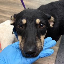 Shelter Stray Male Dog last seen Near Grand Avenue, San Diego, CA, 92109, 5500 Gaines St, San Diego, CA 92110, USA