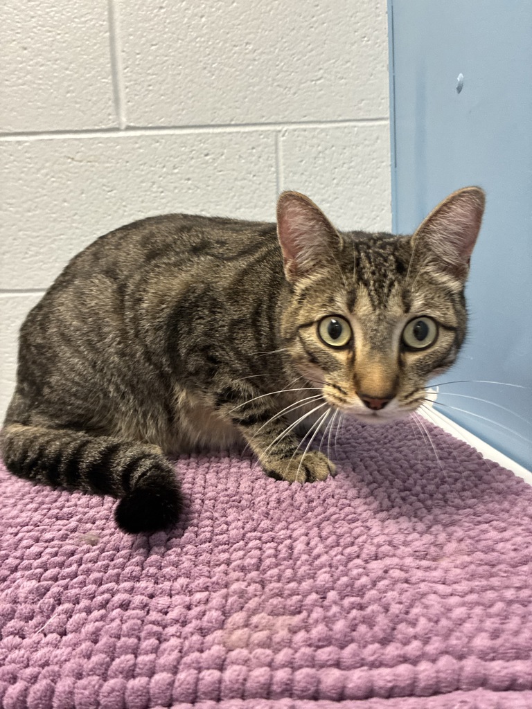 Shelter Stray Male Cat last seen Near W 3500 S, WEST VALLEY CITY, UT, 84119, 511 W 3900 S, Salt Lake City, UT 84123, USA