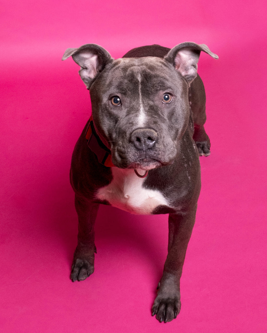 Shelter Stray Male Dog last seen UT, 511 W 3900 S, Salt Lake City, UT 84123, USA