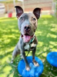 Shelter Stray Male Dog last seen N, SALT LAKE CITY, UT, 84116, 511 W 3900 S, Salt Lake City, UT 84123, USA