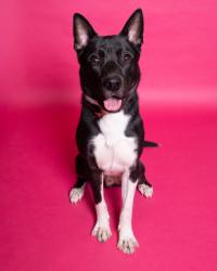 Shelter Stray Male Dog last seen Vine S Cottonwood Street, MURRAY CITY, UT, 84107, 511 W 3900 S, Salt Lake City, UT 84123, USA