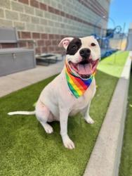 Shelter Stray Male Dog last seen Near S Gladiola Street, SALT LAKE CITY, UT, 84104, 511 W 3900 S, Salt Lake City, UT 84123, USA