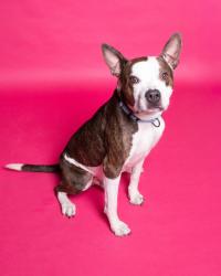 Shelter Stray Male Dog last seen Near W Brampton Way, SALT LAKE CITY, UT, 84104, 511 W 3900 S, Salt Lake City, UT 84123, USA