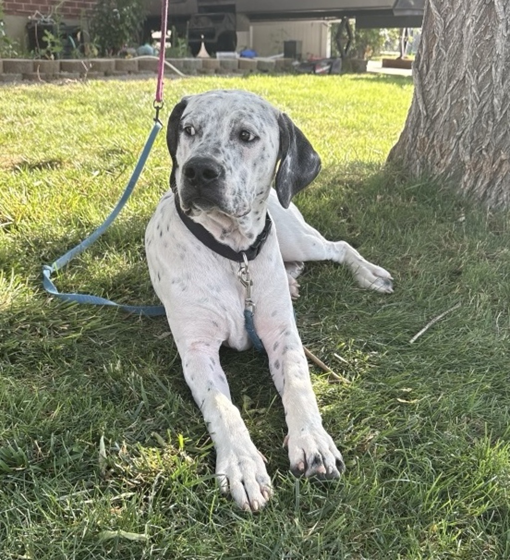 Shelter Stray Male Dog last seen Near W 5460 S, Kearns Township, UT, 84118, 511 W 3900 S, Salt Lake City, UT 84123, USA