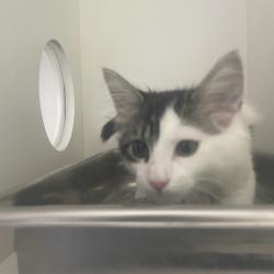 Shelter Stray Female Cat last seen Near Kennedy Drive, DES MOINES, IA, 50317, Des Moines, IA 50313