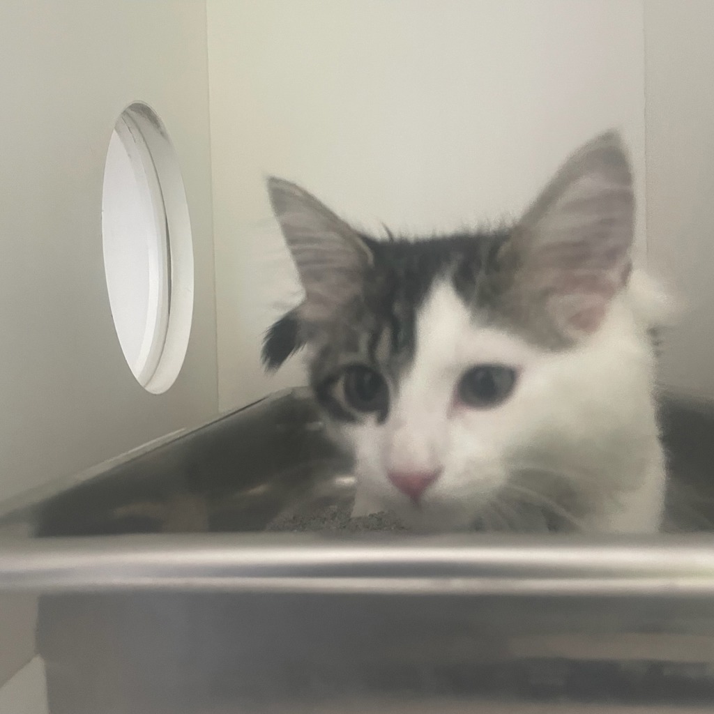 Shelter Stray Female Cat last seen Near Kennedy Drive, DES MOINES, IA, 50317, Des Moines, IA 50313